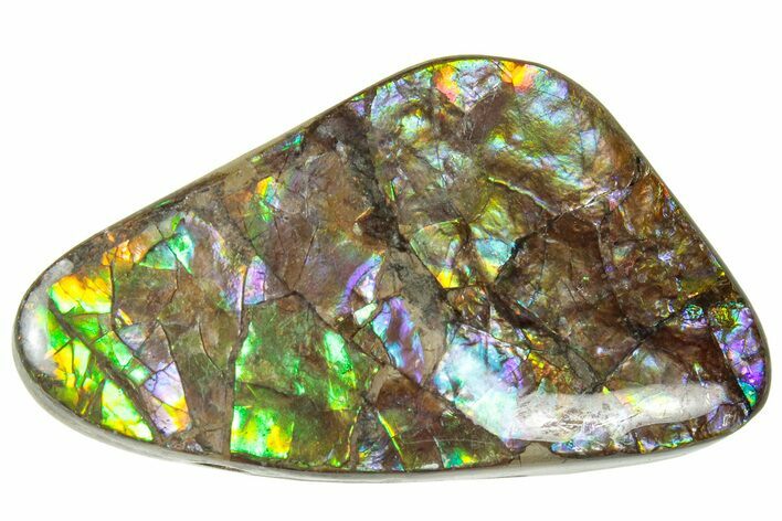 Iridescent Ammolite (Fossil Ammonite Shell) - Alberta #320800